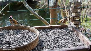 Karmnik dla ptaków pierwszy dzień wiosny 2024 szczygły, bird feeder 4K