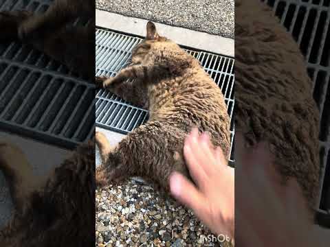 【初級編】猫ペンペン