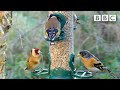 Live Winterwatch: Day 3 🦭 2022 ❄️ BBC