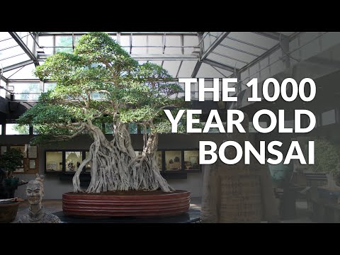 1000 year old Ficus Bonsai