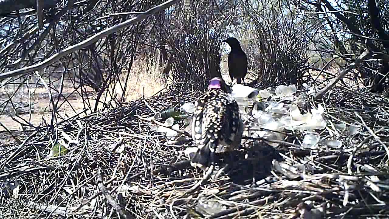 Western Bowerbird (Ptilonorhynchus guttatus) at Lorna Glen