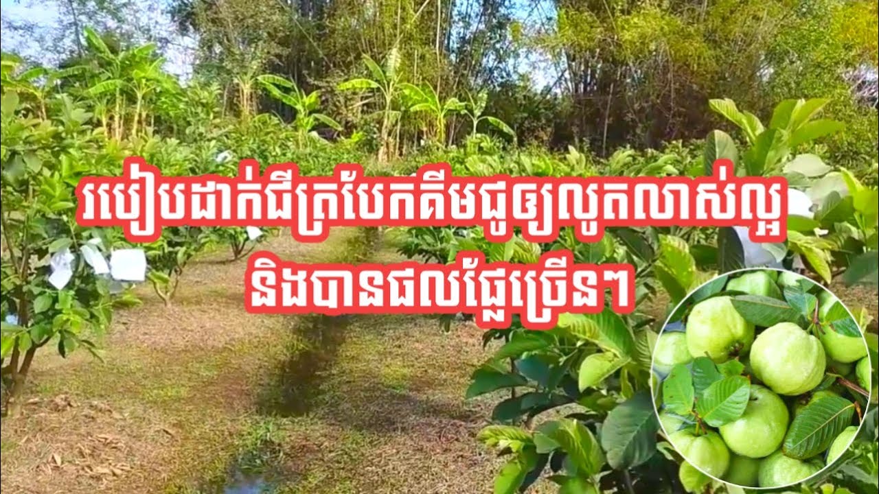 របៀបដាក់ជីត្របែកគីមជូឲ្យលូតលាស់ល្អ និងបានផលផ្លែច្រើនៗ/ How to fertilize the guava trees.