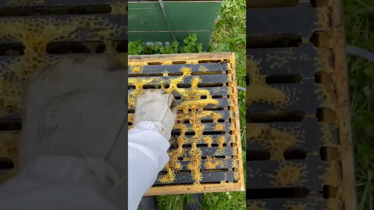 Removing Varroa Treatments 
