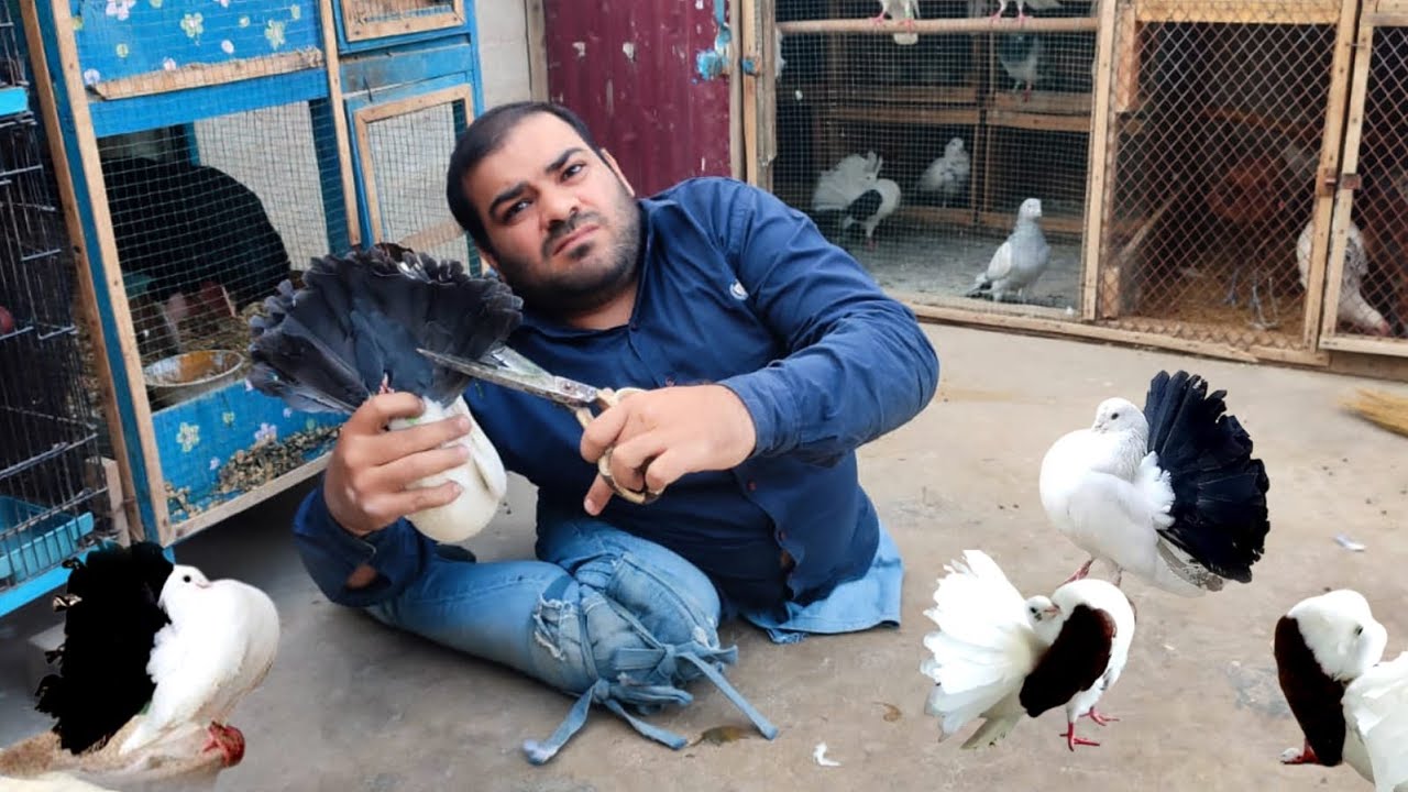 Trimming Fantail Pigeon For Breeding In Tips | Lucky Kabootar | Nayab Kabootar | Hashim Kay parinday