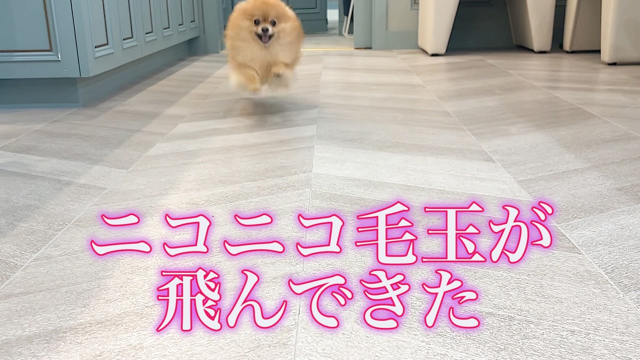 ふわふわになったポメラニアンがこっちに飛んできた！