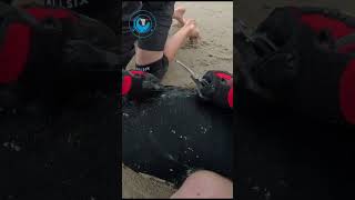 Big Seal Rescued From Rope