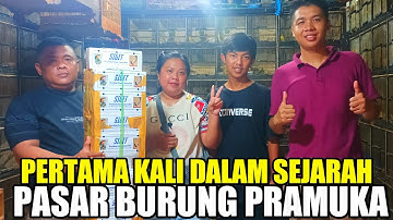 ANEH TAPI NYATA !! PERTAMA KALI DALAM SEJARAH, harga burung pasar Pramuka 2022