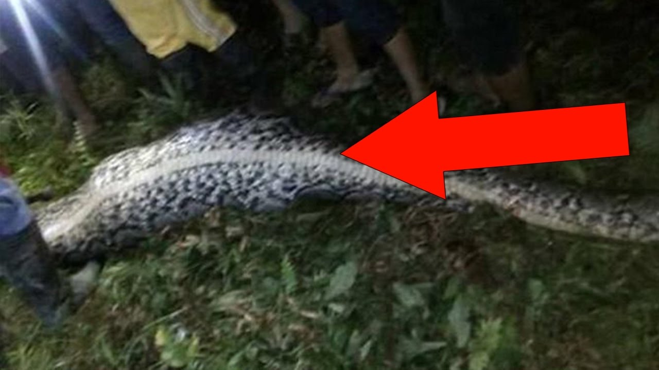 VILLAGER SLICE OPEN A 23 Ft LONG PYTHON AND FIND A MAN