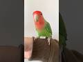 パクパクコザクラインコ#コザクラインコ #インコ #小動物 #鳥 #shorts #インコのいる暮らし