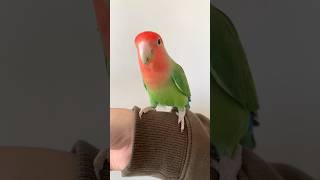 パクパクコザクラインコ#コザクラインコ #インコ #小動物 #鳥 #shorts #インコのいる暮らし