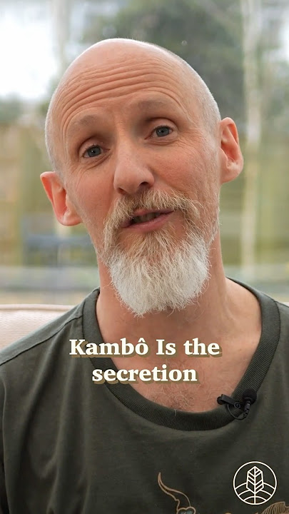 How Kambo Works | Kambô Ceremonies With Sacred Tree 🐸 #Kambo #naturalmedicine