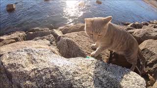 海の岩場を身軽に移動する猫