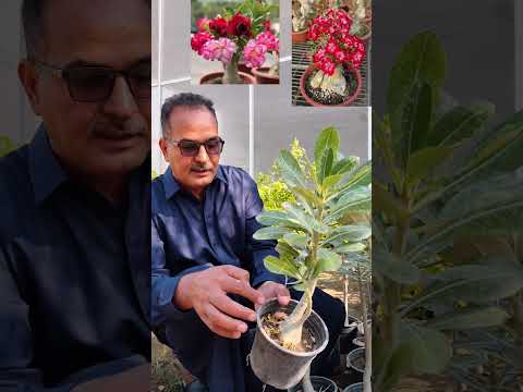 الأدينيوم  ي عرف أيضا باسم ورد الصحراء أو زهرة الصبار وهو نبات عصاري ذو جذع منتفخ 