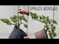 DIY creating new spruce bonsais out of christmas trees. See the results in this video