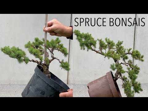 Video: Spruce ialah pokok kami