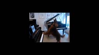 Elmo dog singing and playing the piano