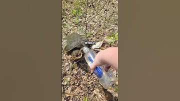 Crimes against turtles