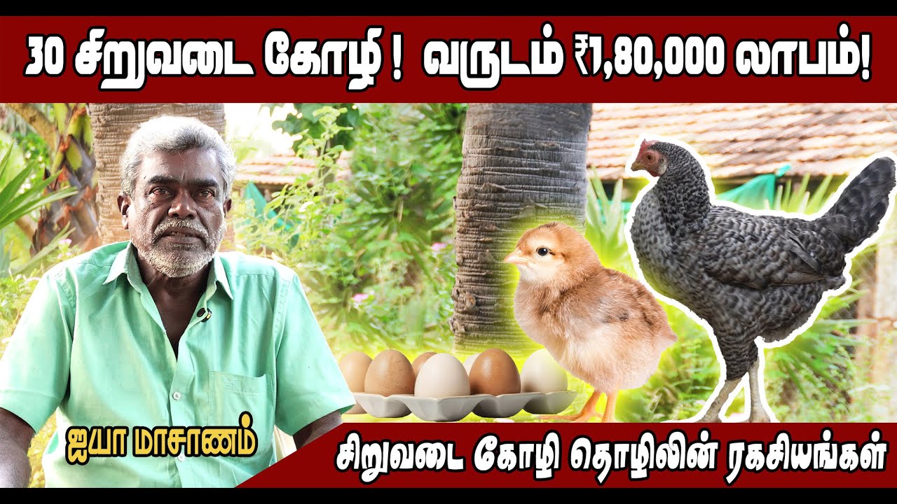 ₹10K முதலீட்டில் வருடம் ₹1.8L லாபமா? சிறுவடை கோழி தொழிலின் ரகசியங்கள்#farming #business #animals