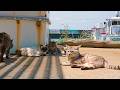 A Tiny Japanese Island Where Cats Follow You Everywhere | Kakarashima Island