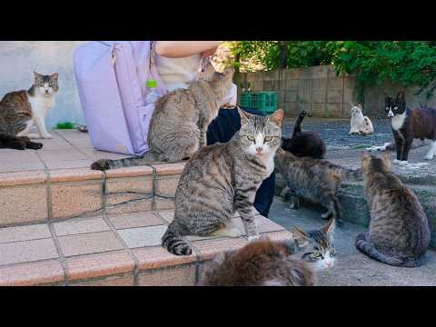 Video A Tiny Japanese Island Where Cats Follow You Everywhere | Kakarashima Island