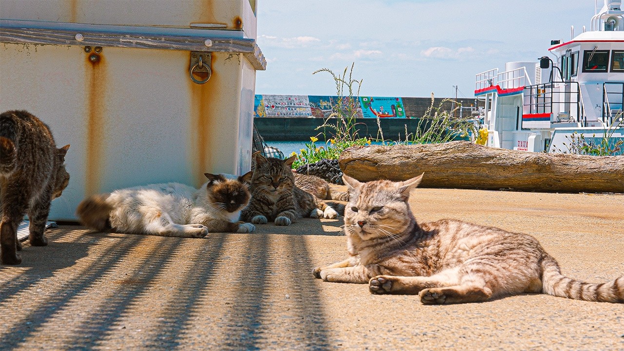 A Tiny Japanese Island Where Cats Follow You Everywhere | Kakarashima Island