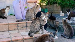 A Tiny Japanese Island Where Cats Follow You Everywhere | Kakarashima Island
