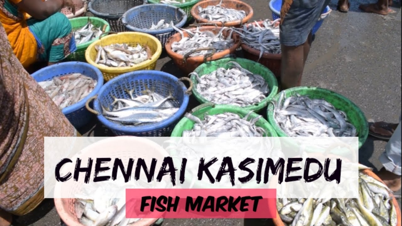 Chennai Kasimedu Biggest Fishing Harbour In India Kasimedu Fish chennai-kasimedu-biggest-fishing-harbour-in-india-kasimedu-fish