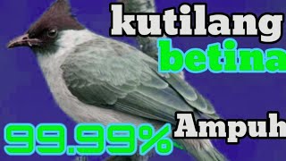 mp3 suara kutilang betina memangil jantan || kutilang gacor panggil kutilang liar