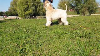 soft coated wheaten terrier training