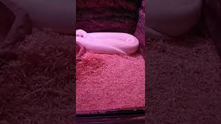 WHERE DID BLUE-EYED LEUCISTIC BALL PYTHON "SAWA" GET ITS NAME #shortsfeed #cebucity #cebuoceanpark