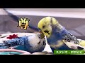 尊　#セキセイインコ　#オカメインコ　#コザクラインコ