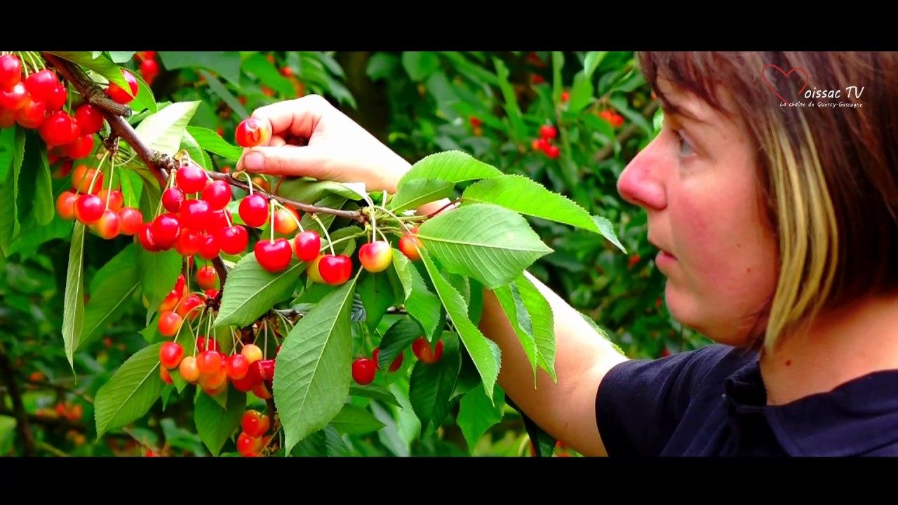 La cerise de Moissac