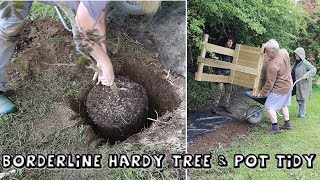 Planting a Borderline Hardy Tree (Albizia Summer Chocolate) & New Pot Tidy