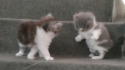 Video 3345281: persian kitten playing, persian mother, kitten climbing