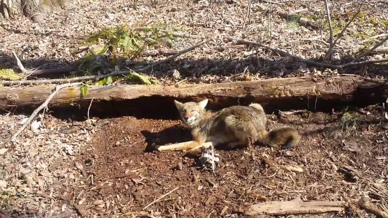 Trapping Coyotes Youtube