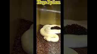 Huuuuge Python ?? trending viral shortvideo shortsfeed snake