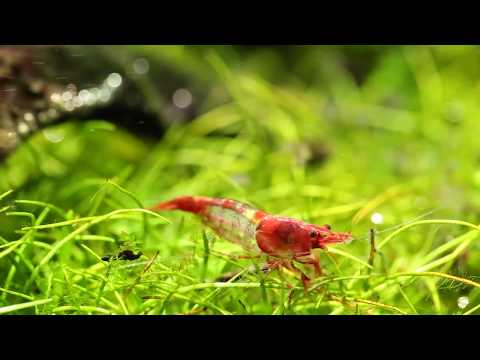 Our long-term display Nature Aquarium In-Store!!