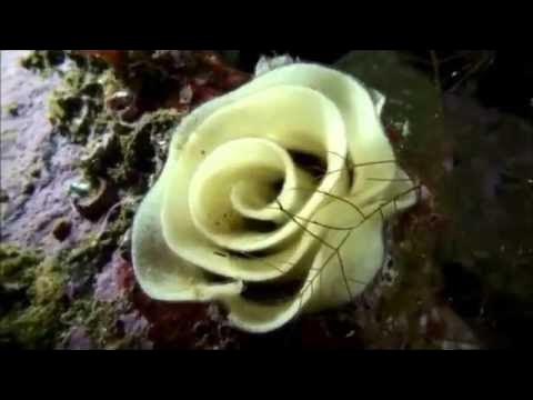 Морская роза фото