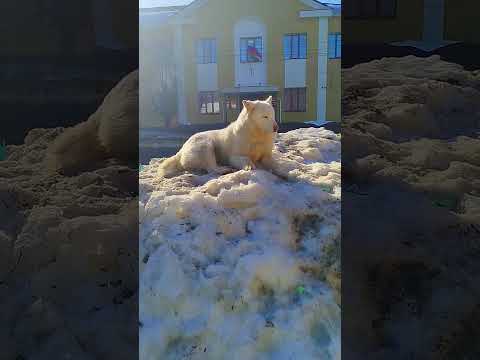 Поехал к Собаке чтобы отдать ее в Хорошие Руки #помощьбездомным