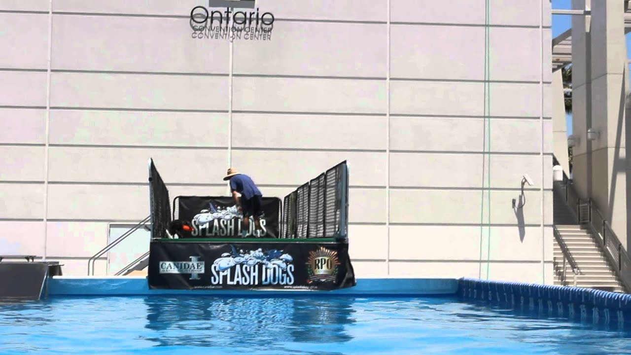 Splash Dogs Dock Diving (Dog Sports) YouTube