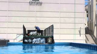 Splash Dogs - Dock Diving (Dog Sports)