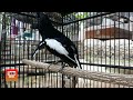 Kacer Ngotot Gaya Ngobra Leher Mau Patah Suara Gacor Keras Full Isian Mp3 - Mp4 Download