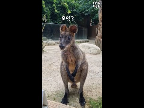 카메라와 낯가리는 <strong>미니미</strong> 캥거루?🦘 | 에버랜드 #뿌빠타운