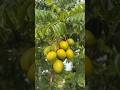 One Of Mama Judy S June Plum Tree BEFORE And AFTER Juneplum Exoticfruit Fruit Shorts 