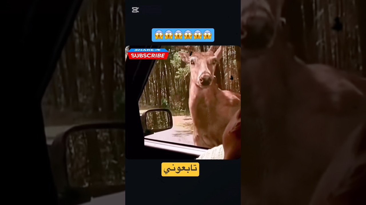 #phonkmusic #phonk #رعب #اكشن #غموض #إثارة_نفسية #explore #shorts #viral #افلام #المراه #اشتراك