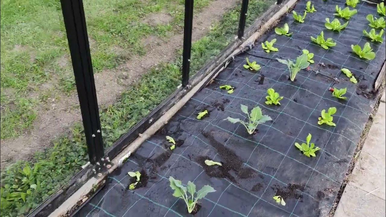 Gardena Micro Drip. Tomaten ins Gewächshaus gepflanzt, Kopfsalat sowie