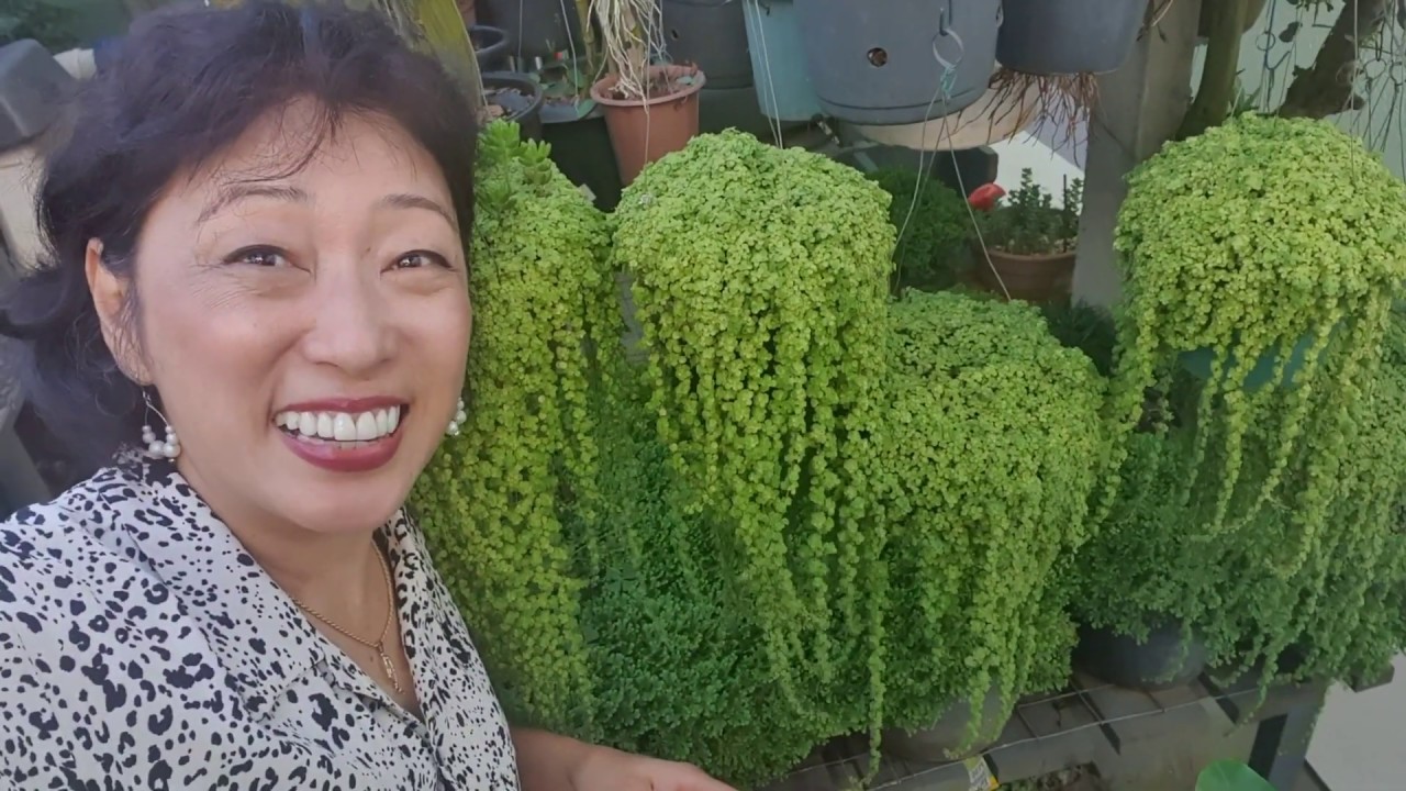 É mais fácil do que imagina! 5 DICAS INFALÍVEIS para cuidar dessa planta que tem um nome ESPECIAL 😊