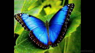 BUTTERFLY-CRAZY TOWN