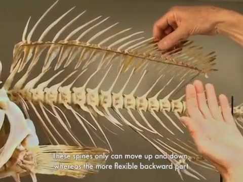 Reading Bones The Fish Skeleton on YouTube