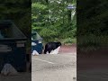 Bear’s dumpster heist falls apart when trash bag springs a leak. See the video.